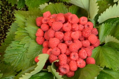 Igiene presso le aziende agricole che producono specie orticole a foglia da consumare cruda e piccoli frutti / bacche morbide