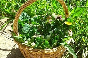 Elenco delle specie di piante officinali coltivate nonché criteri di raccolta e prima trasformazione delle specie di piante officinali spontanee