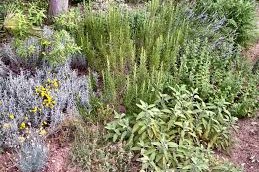 Piante alimurgiche Coltivazione, raccolta, lavorazione, conservazione, utilizzi (con parte pratica)