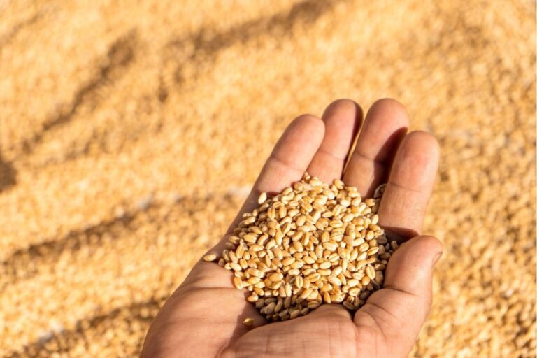 Cereali antichi. Tecniche colturali e scelte varietali