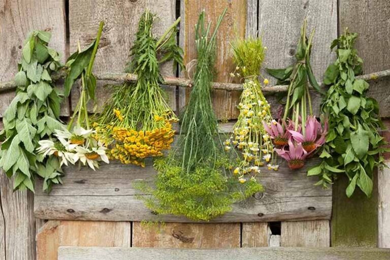 Laboratorio agro-erboristico. Raccolta, cernita, essiccazione, triturazione, miscelazione