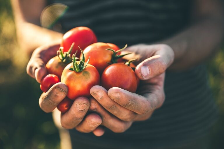 Promozione, strategie di mercato e marketing dei prodotti agricoli