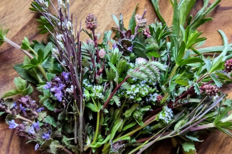 Le erbe spontanee e l’equilibrio agroecologico