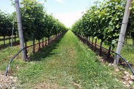 Ottimizzazione ambientale delle tecniche agronomiche ed irrigue – Pacchetto Ottimizzazione Ambientale (POA)