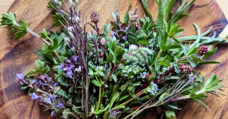 Le erbe spontanee e l’equilibrio agroecologico